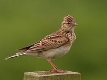 550px-Eurasian Skylark2.jpg