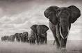 African Elephants.jpg (43 KB)