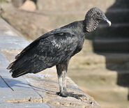 American black vulture (Coragyps atratus)