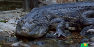 Tostima Gharial