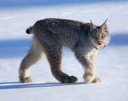 Canada Lynx as Megalosaurus