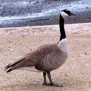 Canada Goose as Indian Peafowl