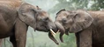 Elephants sparring.jpg (76 KB)