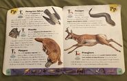 Extreme Animals Dictionary (18)