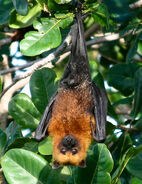 Fruit bat, Seychelles