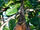 Seychelles Fruit Bat