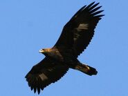 Golden Eagle as Verreaux's Eagle