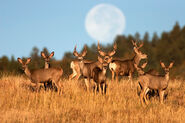 Herd of Mule Deer