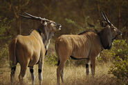 Male and female giant elands