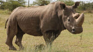 Northern White Rhinoceros in Kenya