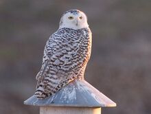 Snowy Owl Mike Andersen.jpg