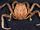 Granulated Mask Crab