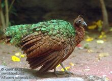 87ef75b0ad5f948bc772025cabb76ce4--congo-wild-birds.jpg