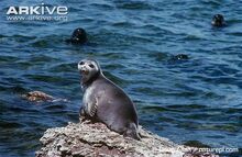 Baikal-seal-on-rock.jpg