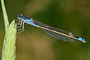 Damselfly.jpg