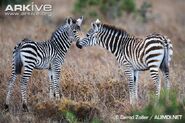 Grant's Zebra Foal as Blitzle