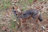 Indian Jackal