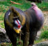 Mandrill as Polacanthus