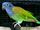 Blue-Headed Parrot