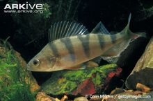 Perch-showing-markings.jpg