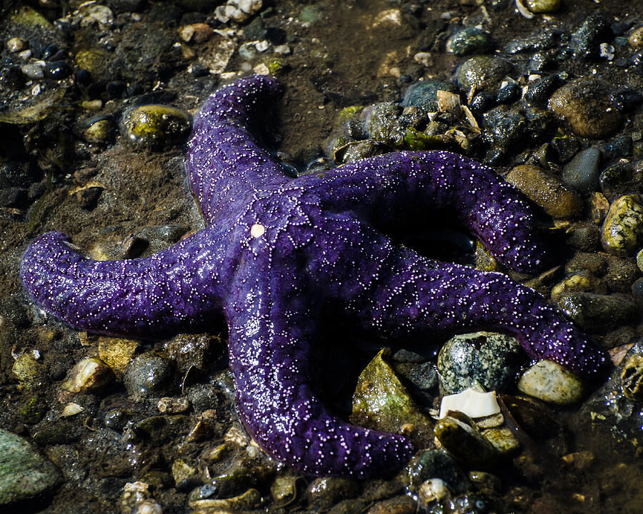 purple sea star