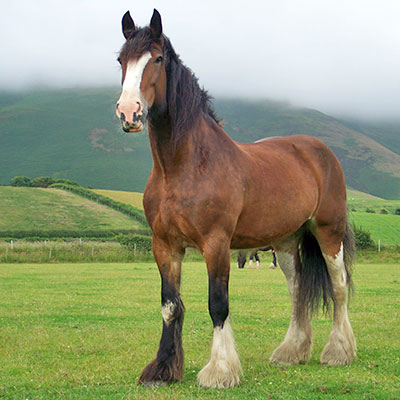Shire Horse The Parody Wiki Fandom