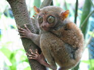 Tarsier as Mankey