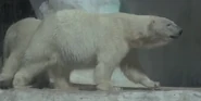 Toledo Zoo Polar Bear V2.png (157 KB)