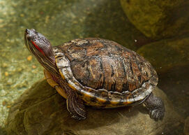 Turtle.jpg