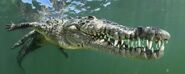 American crocodile (Crocodylus acutus)