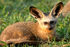 Bat-eared fox 4