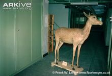 Bluebuck-mounted-museum-specimen.jpg