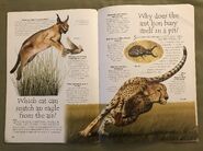 Desert Animals (Over 100 Questions and Answers to Things You Want to Know) (5)