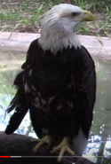 Jacksonville Zoo Eagle