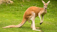 Kangaroo, Red