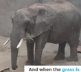 Milwaukee County Zoo Elephant.png (766 KB)