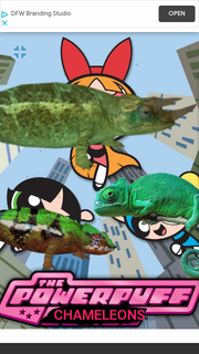 PPCHMLNS1998 Poster.png
