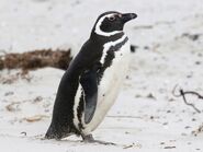 Penguin, Magellanic