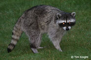 North American Raccoon as Football Stechman