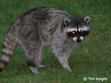 North American Raccoon