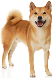 Shiba Inu Dog.png