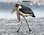 Marabou Stork as George Sanderson