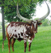African AnKole - Watusi.jpg