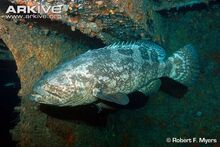 Atlantic-goliath-grouper-lateral-view.jpg