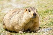 Himalayan Marmot