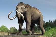 Mamut imperator.jpg