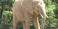 Pittsburgh Zoo Elephant.png (2.7 MB)