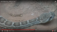 San Diego Zoo Rattlesnake