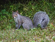 Eastern Grey Squirrel as Buster