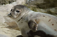 Seal.jpg